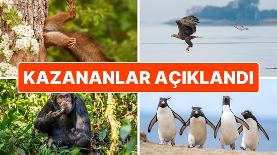 Nikon, ''2024 Komik Vahşi Yaşam Fotoğrafları'' Yarışmasının Kazananlarını Açıkladı!