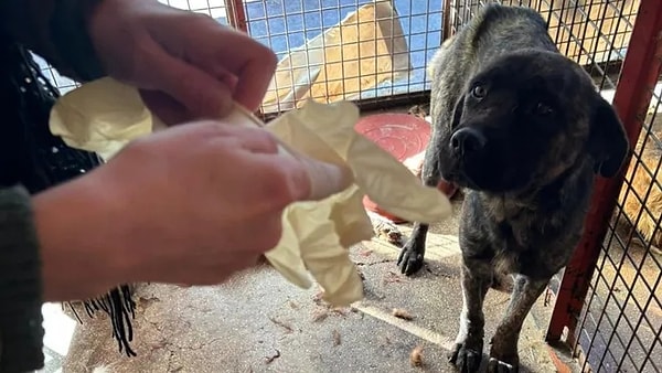 İnfial yaratan olayın ardından Ankara Valiliği ve Mamak Belediyesi harekete geçti. Olay yerine ayrıca jandarma ve HAYDİ ekipleri de geldi.