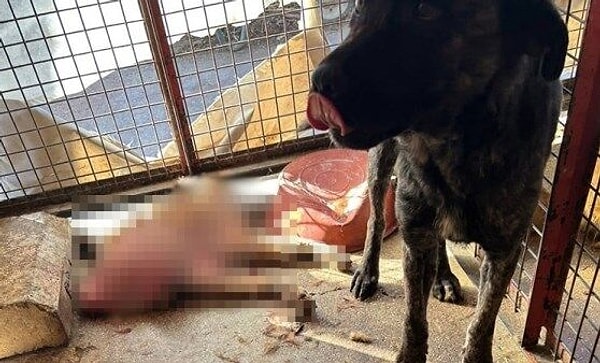 "Dört gün önce sokakta hasta vaziyette bulunarak tedavi edilmek üzere Barınağımıza getirilen ve çadırda müşahade altında tutulan bir köpek gerekli tedavileri yapılmasına rağmen ölmüştür. Aynı çadırda müşahade altında olan diğer köpek, ölen köpeği parçalamıştır."