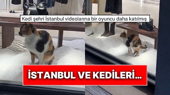 İstanbul’da Bir Kedi Mağaza Süslerini Kum Sanarak Önce Eşeledi Sonra da Tuvaletini Yaptı