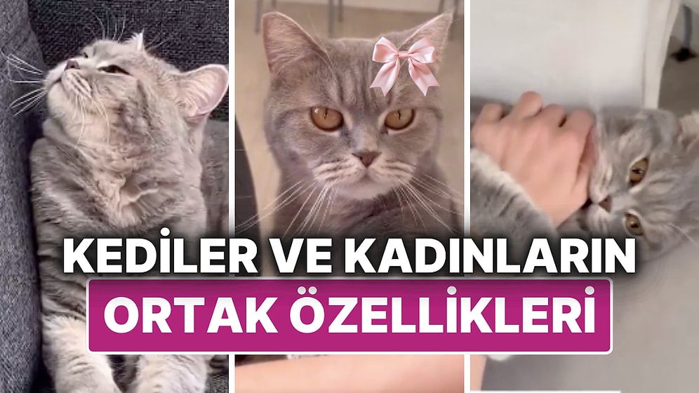 Bir Sosyal Medya Kullanıcısı, Kediler ve Kadınlar Arasındaki Ortak Özellikleri Sıraladı!