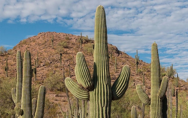 3. Arizona: Saguaro kaktüslerini taşımak yasak!