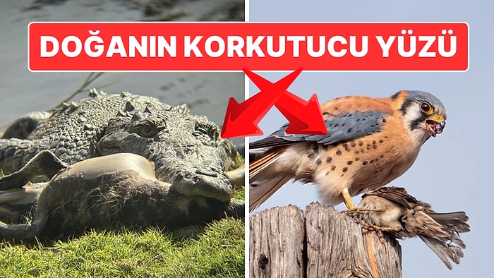 Doğanın Korkutucu Yüzünü İliklerinize Kadar Hissetmenize Sebep Olacak Birbirinden Ürkütücü 13 Yeni Fotoğraf