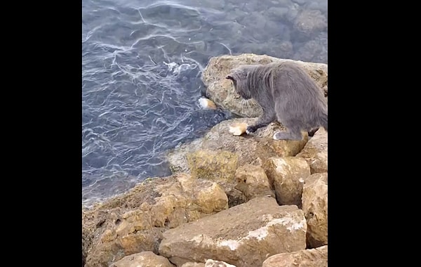 İzmir'de bir kedi, deniz kenarında bir balıkçı gibi balık avlarken görüntülendi.