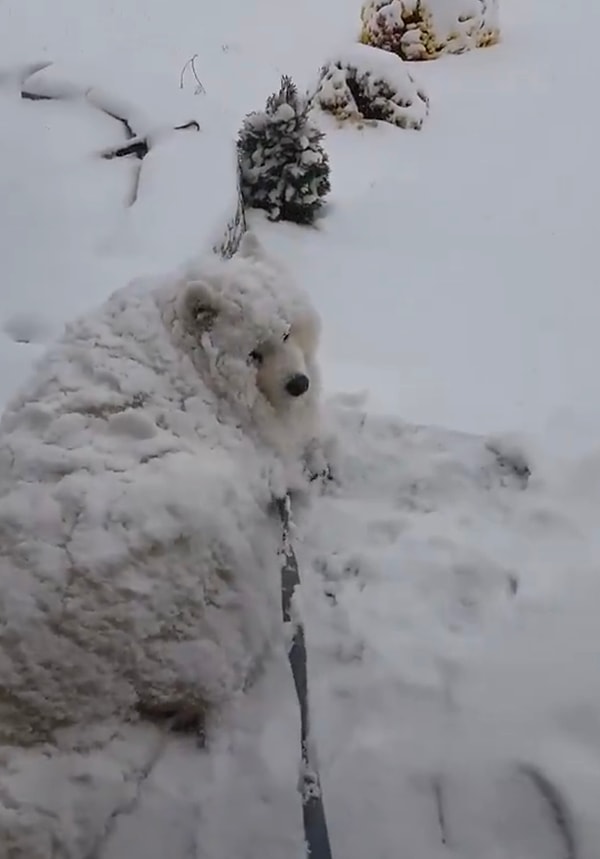 Sahipleri ne derse desin onların eve girmeye niyeti yoktu.