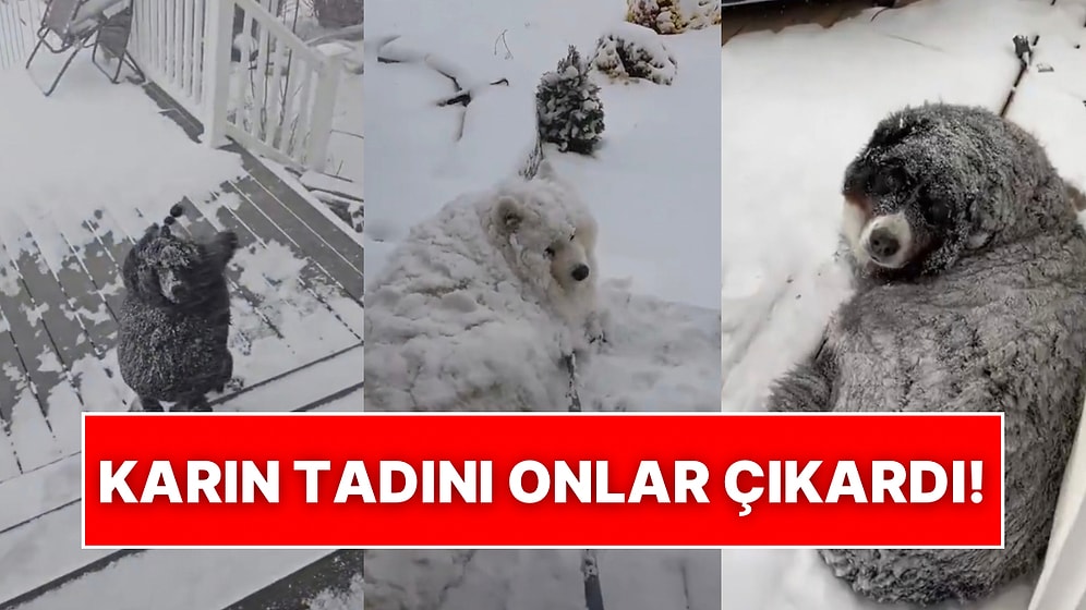 Karlı Havaları Seven Köpeklerin Eve Girmek İstemediği Anlar Kalpleri Eritti