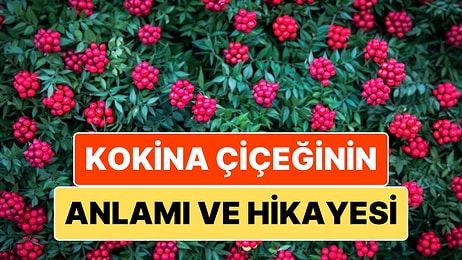 Kokina Çiçeğinin Anlamı ve Hikayesi: Yeni Yıl Yaklaşırken Kokina Efsanesini Yeniden Hatırlayalım!