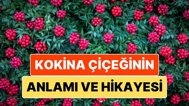 Kokina Çiçeğinin Anlamı ve Hikayesi: Yeni Yıl Yaklaşırken Kokina Efsanesini Yeniden Hatırlayalım!