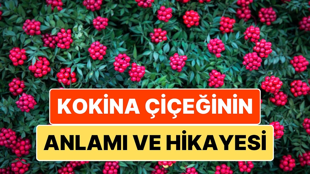 Kokina Çiçeğinin Anlamı ve Hikayesi: Yeni Yıl Yaklaşırken Kokina Efsanesini Yeniden Hatırlayalım!