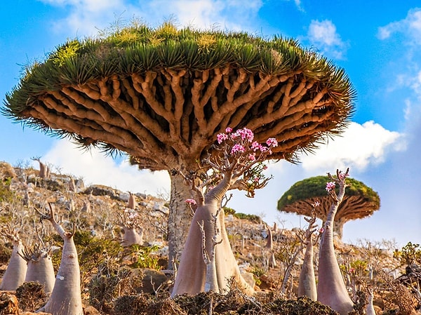 1. Socotra Adası