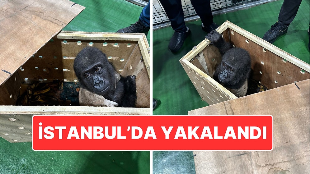 Nijerya’dan Bangkok’a Kaçırılmak İstenmiş: İstanbul’da Goril Yavrusu Yakalandı