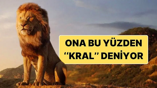 4. Aslan Neden Ormanların Kralı Olarak Anılır? Birden Fazla Sebebi Var!