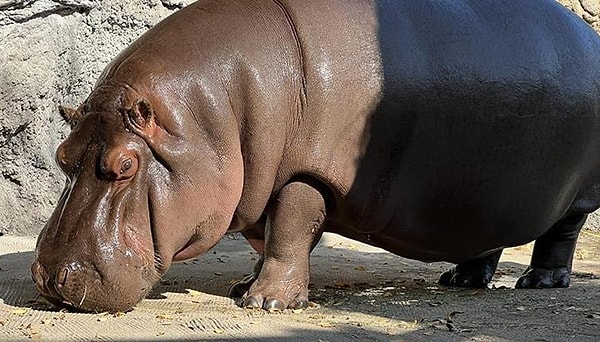 Su aygırları güneşin kavurucu etkilerine karşı kendilerini korumak için kan teri adı verilen özel bir salgı üretir. Bu salgı hipposudorik asit ve norhipposudorik asit adlı bileşenlerden oluşur.