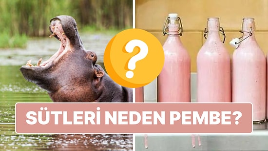 Su Aygırları Yavrularını Gerçekten Pembe Sütle mi Besliyor?