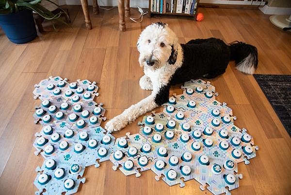 California Üniversitesi, Prof. Federico Rossano liderliğinde yapılan araştırmada 152 köpeğin 21 ay boyunca düğme kullanımı izlendi. Toplamda 194.901 düğme basma kaydedildi ve bunların 56.676'sı birden fazla düğmenin kombinasyonuydu.