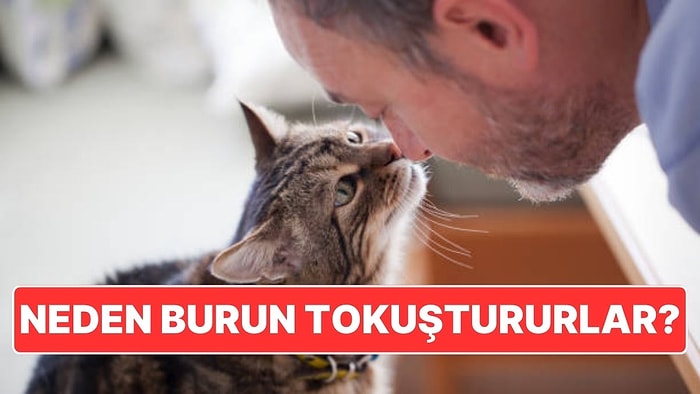 Kedilerin Bizimle Burun Tokuşturmasının Ardındaki İç Eriten Sebep