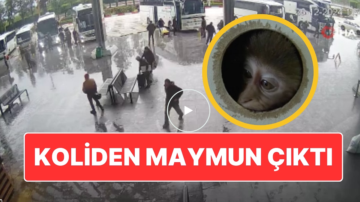 Ankara'dan Gönderilen Koliden Maymun Çıktı: Otobüs Terminalinde İlginç Olay!