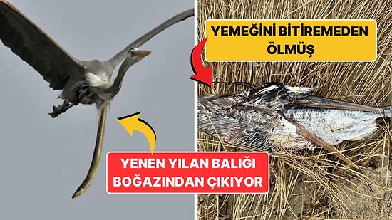 Doğanın Korkutucu Yüzünü İliklerinize Kadar Hissetmenize Sebep Olacak Birbirinden Ürkütücü 15 Yeni Fotoğraf