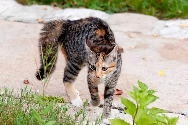 Ancak illa oyun istiyorlar diye bir şey yok. Bir kedi tehdit altında ve güvensiz hissettiğinde, genellikle yan hareketin bir varyasyonu ile tepki verir. İlk olarak, kendilerini sert bir rakip olarak sunarak tehdidi caydırmak isterler.