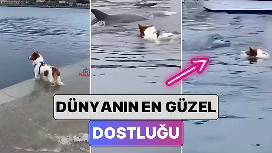 Dünyanın En Güzel Dostluğu: Yunus Arkadaşıyla Yüzmek İçin Her Sabah Deniz Kenarında Onu Bekleyen Köpek