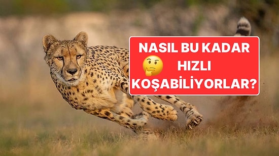 Dünyanın En Hızlı Hayvanı Çitalar Nasıl Oluyor da Bu Kadar Hızlı Koşabiliyorlar?