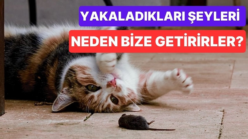 Kediler Neden Sinek ve Fare Gibi Yakaladıkları Hayvanları Büyük Bir Gururla Bize Getirir?