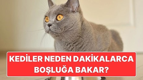 Kediler Neden Cin Görmüş Gibi Dakikalarca Bir Noktaya Bomboş Bakar?