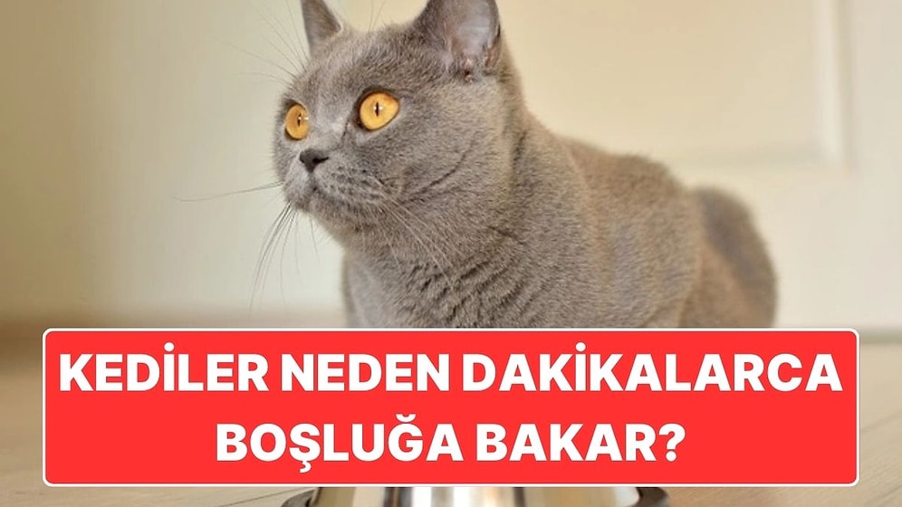 Kediler Neden Cin Görmüş Gibi Dakikalarca Bir Noktaya Bomboş Bakar?