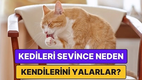 Kediler Neden Onları Sevdikten Sonra Kendilerini Hunharca Yalamaya Başlar?