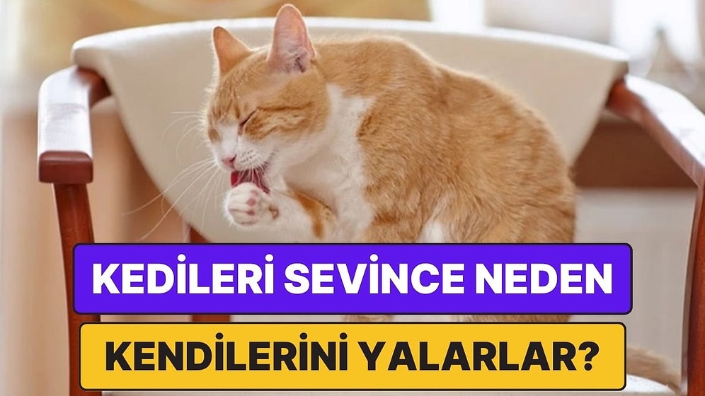 Kediler Neden Onları Sevdikten Sonra Kendilerini Hunharca Yalamaya Başlar?