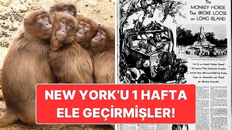 200 Maymunun New York’u Bir Haftalığına Ele Geçirdiği İnanılmaz Olay