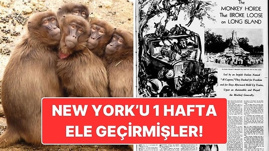 200 Maymunun New York’u Bir Haftalığına Ele Geçirdiği İnanılmaz Olay