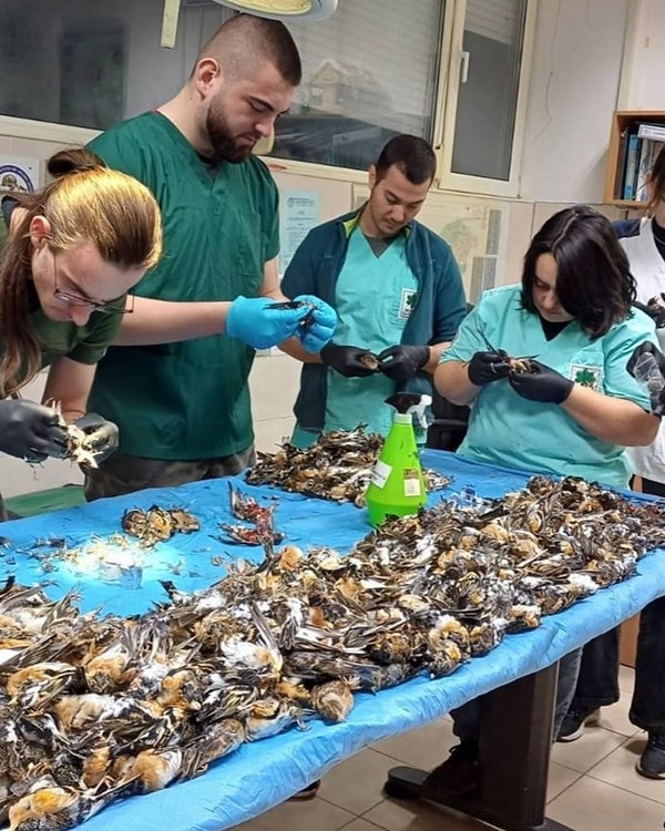 "Sadece kuşlar değil memeliler hatta deniz, dere ve göllerdeki balıklar da bundan etkileniyor. Evlerdeki veya sokaklarda kedi köpeklerde."