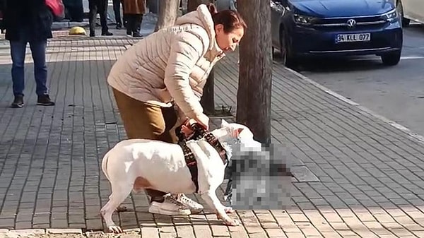 İstanbul Avcılar’a bağlı Denizköşkler Mahallesi’nde geçen günlerde akılalmaz bir olay meydana geldi. G.A. isimli kadının ağızlıksız dolaştırdığı pitbull cinsi köpeği bir kediyi öldürdü.