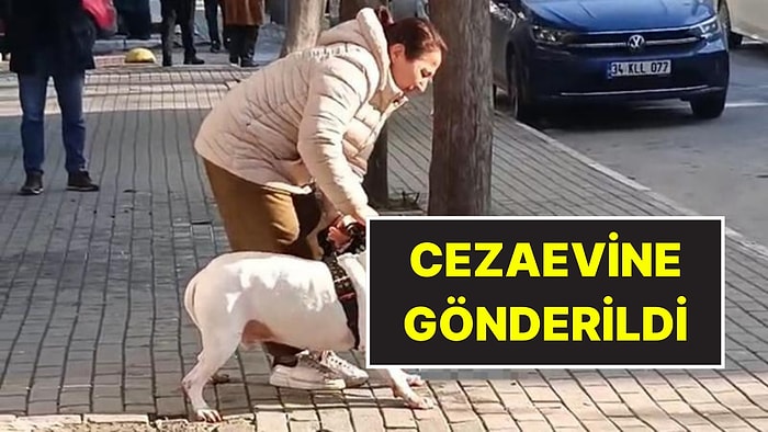 Ağızlıksız Gezdirdiği Pitbull’u Kediyi Öldürdü! Cezaevine Gönderilen Köpek Sahibine Tepki Yağdı