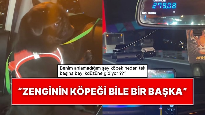 Köpeğini Taksiye Bindirerek Beylikdüzü’ne Gönderdi: Şoför Olay Karşısında Şaşkınlığını Gizleyemedi