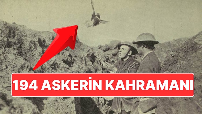 Savaşta 194 Askerin Hayatını Kurtaran Haber Güvercini 'Biricik Arkadaşım Cher Ami'nin Kahramanlık Hikayesi!