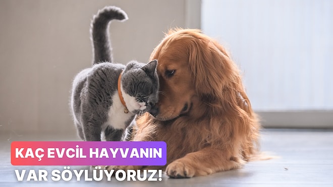 Kaç Evcil Hayvanın Olduğunu Tahmin Ediyoruz!