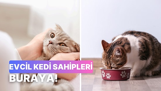 Kedi Tüylerini Temizlemek İçin 10 Pratik Tüyo