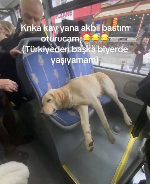 Yolcular tatlı köpeği rahatsız etmedi ve başına okşayarak diğer boş alanlara geçmeyi tercih etti.