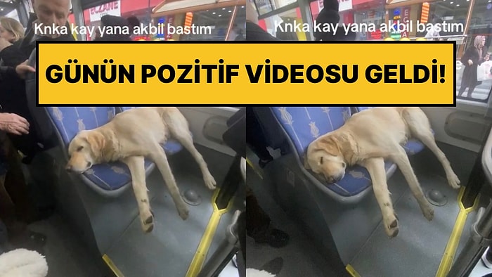 İstanbul’da Toplu Taşımaya Binen Tatlı Köpeğin Koltukta Uyuduğu Anlar İlgi Gördü