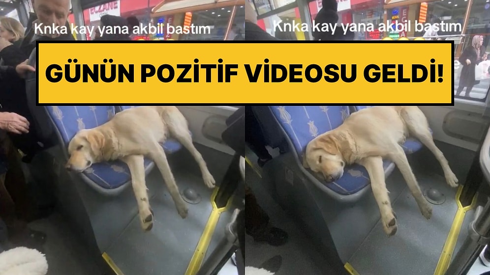 İstanbul’da Toplu Taşımaya Binen Tatlı Köpeğin Koltukta Uyuduğu Anlar İlgi Gördü