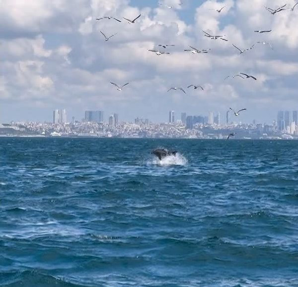 Tonay, gözlemin Marmara Denizi'nde yapılmasına da değinerek, "Marmara Denizi, önemli bir deniz memelisi alanlarından biri. Türk Boğazlar Sistemi'nin parçası. Önceki aylarda hatırlarsınız belki 'Epimeletik' (canlı veya ölü bir bireye diğer bireyin yardım etmesi, onu korumaya çalışması) yas benzeri davranış da bu bölgede kaydedilmişti. Hakkında az şey bildiğimiz bu davranışları burada görmemiz bizim için büyük bir şans tabii ki" ifadelerini kullandı.