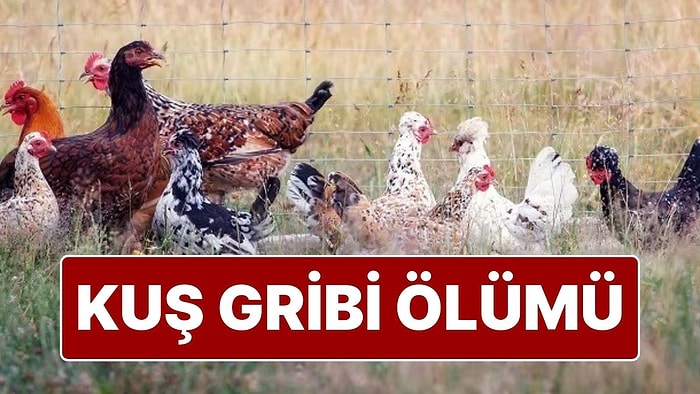 ABD’de Kuş Gribine Bağlı İlk İnsan Ölümü Gerçekleşti