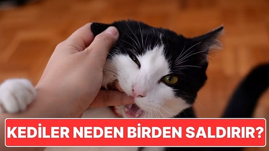 Kediler Neden Sevilirken Bir Anda Düşmanıymışız Gibi Bize Saldırır?