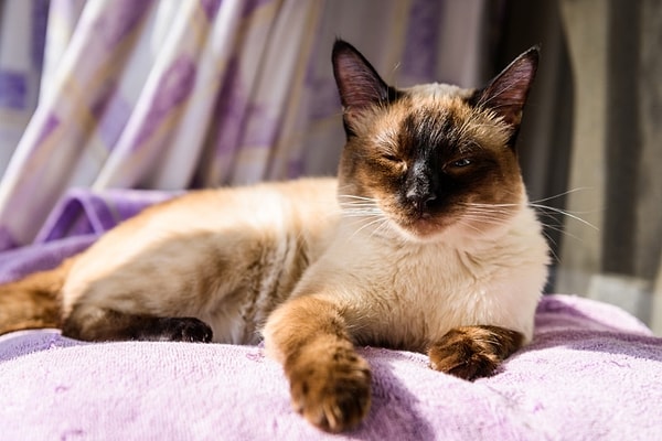 Eğer kedinizin göz çevresinde kızarıklık, şişlik, aşırı akıntı veya kaşıma gibi belirtiler fark ederseniz, vakit kaybetmeden bir veterinere danışmanızda fayda var.