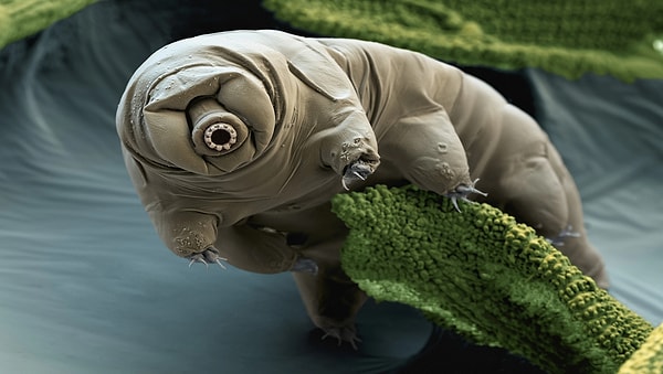 Tardigradlar: İnsan sağlığı için ilham kaynağı