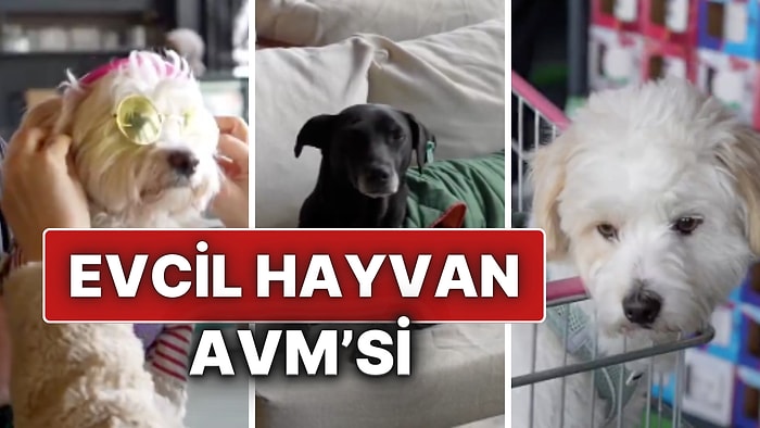 Türkiye’nin İlk Evcil Hayvan AVM’si İstanbul’da Hizmete Girdi!