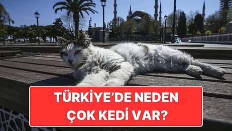 Biz Kedi Ülkesiyiz: Türkiye'de Bu Kadar Çok Kedi Olmasının Ardındaki Tarihi Sebep