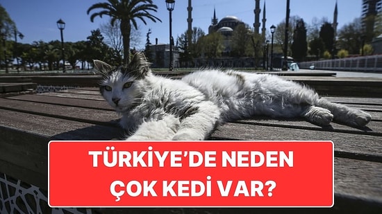 Biz Kedi Ülkesiyiz: Türkiye'de Bu Kadar Çok Kedi Olmasının Ardındaki Tarihi Sebep